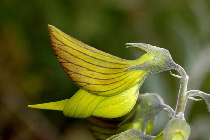 Colibri Loc - Insolite - 3 Etoiles - Parc - Etang - Familles - Soiree Ok Holiday home *